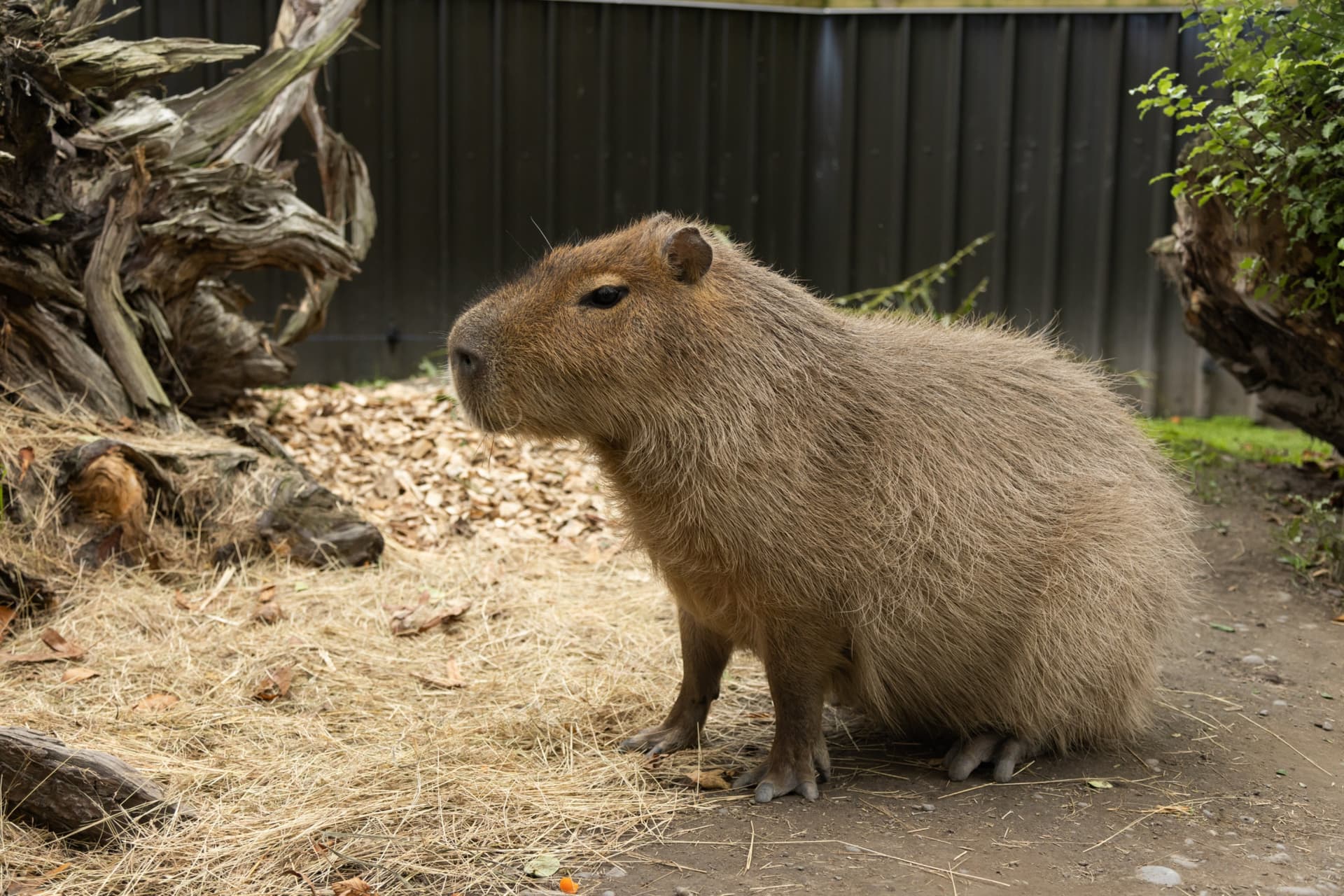 Willowbank Wildlife Reserve Ticket - image 8